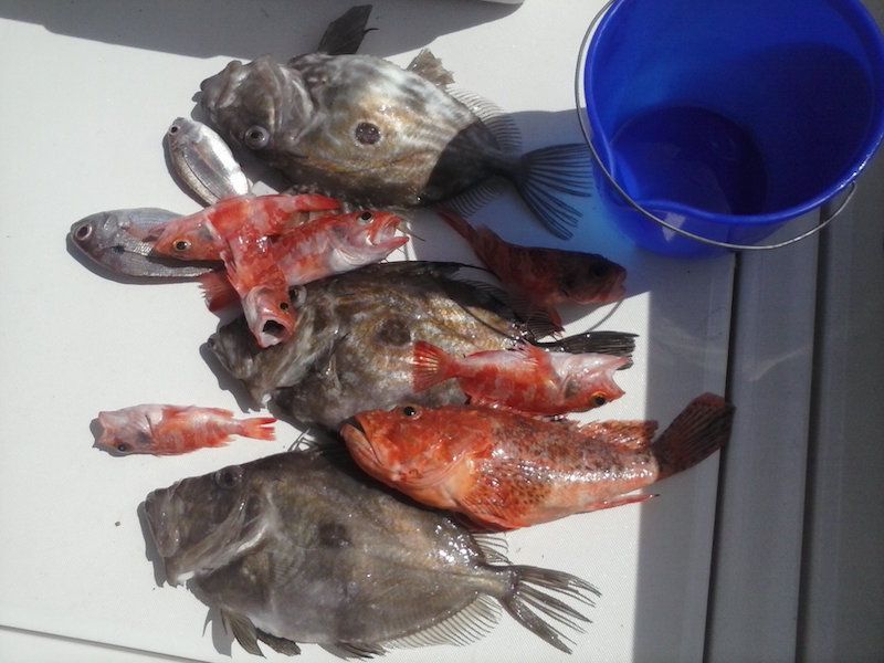 Pesca de fondo - Imagen 5
