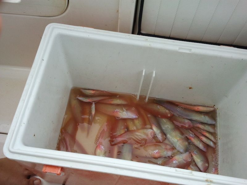 Pesca de fondo - Imagen 4