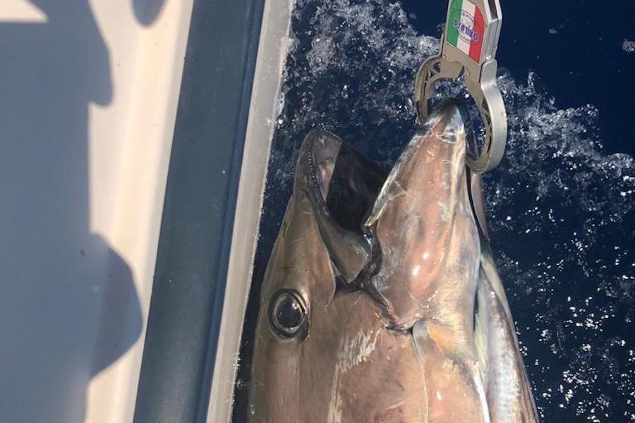 Pesca brumeo